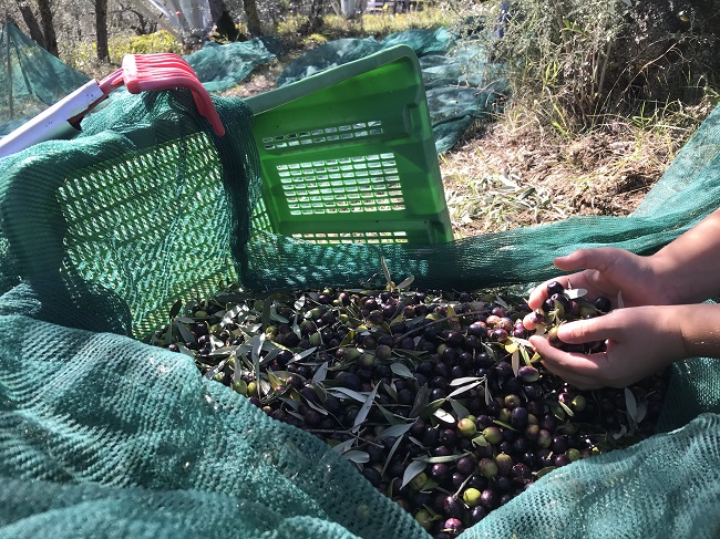 OIL UMBRIA DOP olive harvest